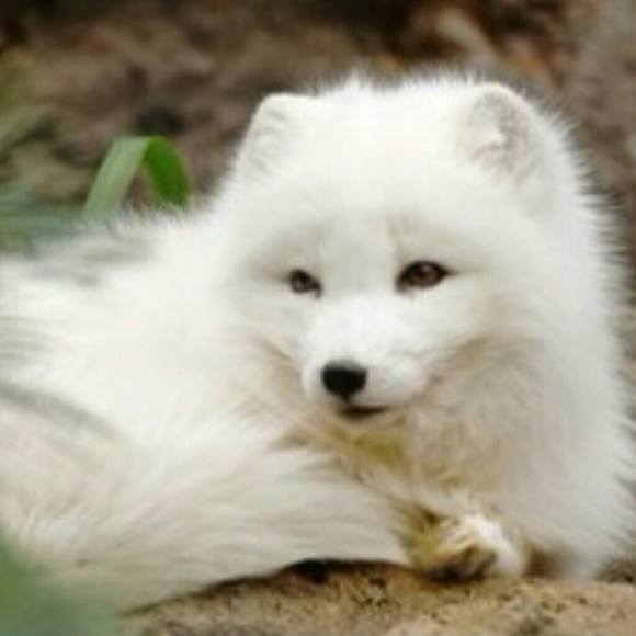 Meet your Posher, Donna Marie - Picture 1 of 1